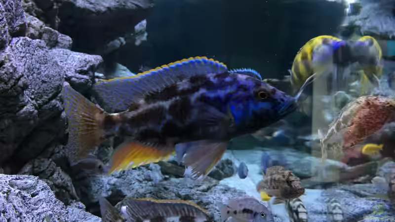 Aquarium Malawi Purkersdorf von Purki (35)