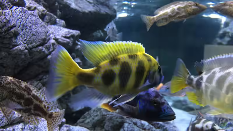 Aquarium Malawi Purkersdorf von Purki (37)