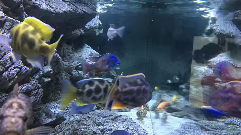 Aquarium Malawi Purkersdorf von Purki (38)