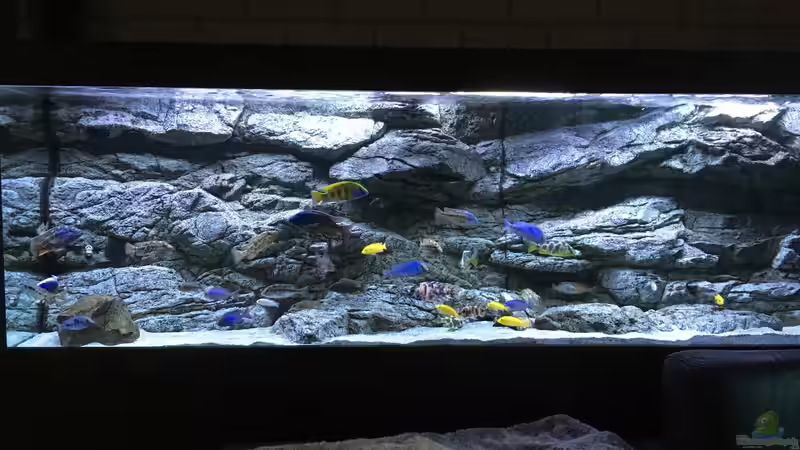 Aquarium Malawi Purkersdorf von Purki (39)