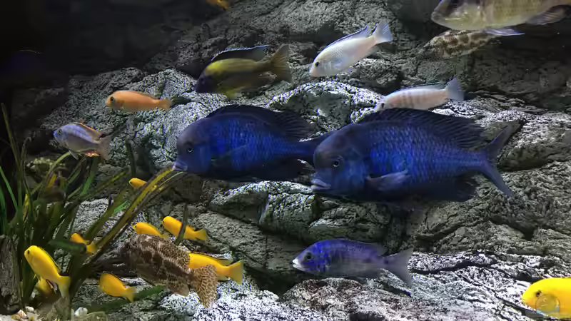 Aquarium Malawi Purkersdorf von Purki (4)