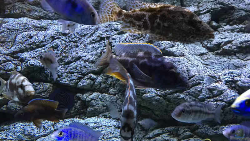 Aquarium Malawi Purkersdorf von Purki (40)