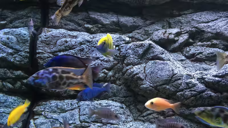 Aquarium Malawi Purkersdorf von Purki (43)