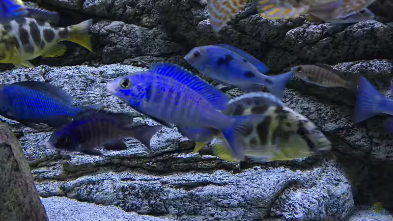 Aquarium Malawi Purkersdorf von Purki (45)
