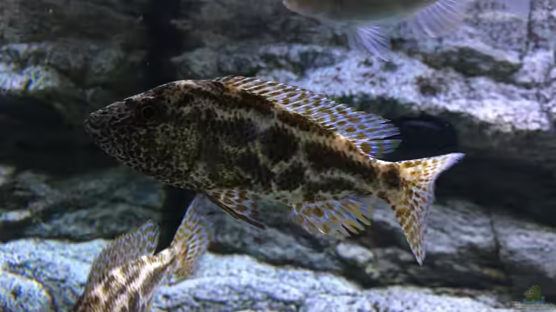 Aquarium Malawi Purkersdorf von Purki (47)