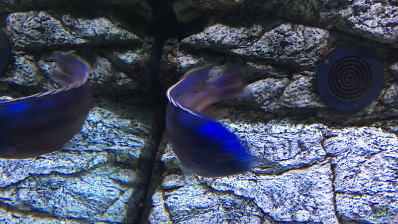 Aquarium Malawi Purkersdorf von Purki (49)