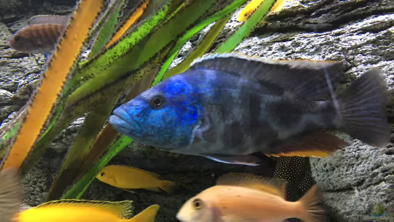 Aquarium Malawi Purkersdorf von Purki (5)