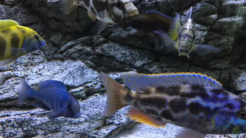 Aquarium Malawi Purkersdorf von Purki (50)