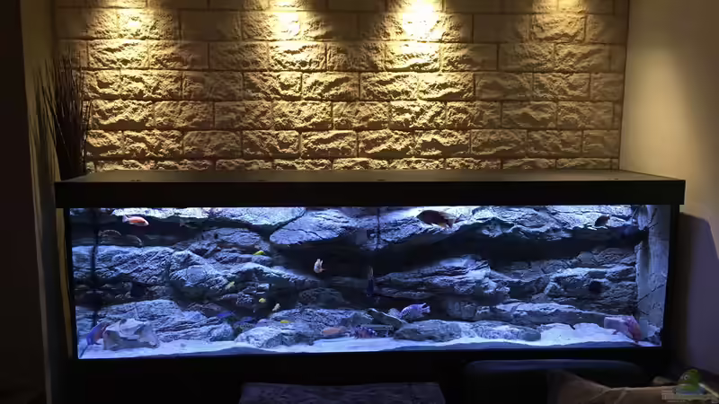 Aquarium Malawi Purkersdorf von Purki (52)