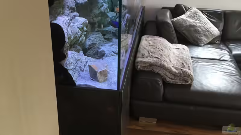 Aquarium Malawi Purkersdorf von Purki (54)