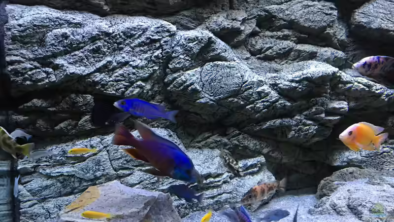 Aquarium Malawi Purkersdorf von Purki (55)