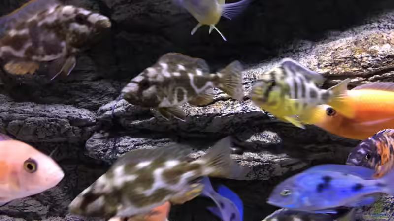 Aquarium Malawi Purkersdorf von Purki (57)