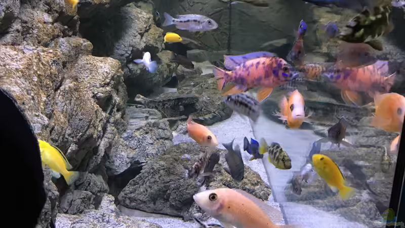 Aquarium Malawi Purkersdorf von Purki (58)