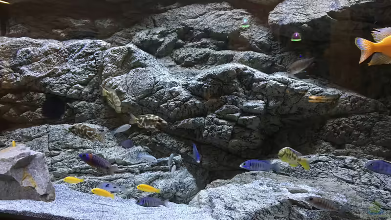Aquarium Malawi Purkersdorf von Purki (59)