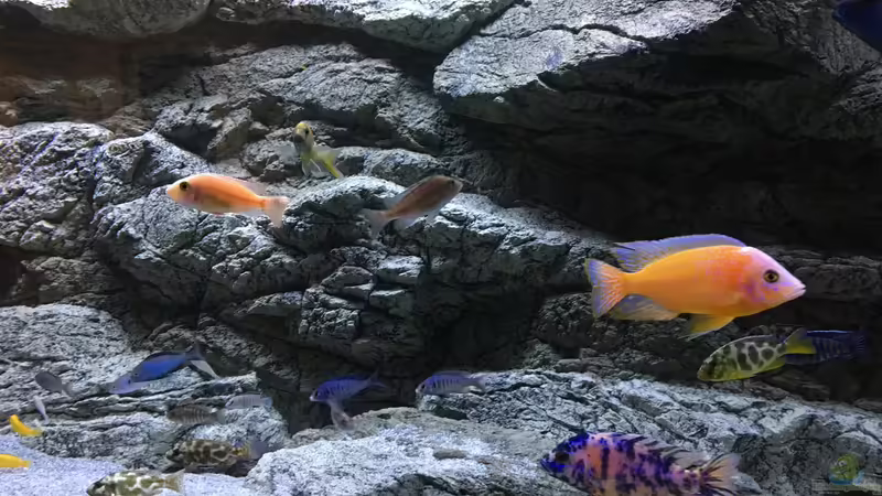 Aquarium Malawi Purkersdorf von Purki (60)