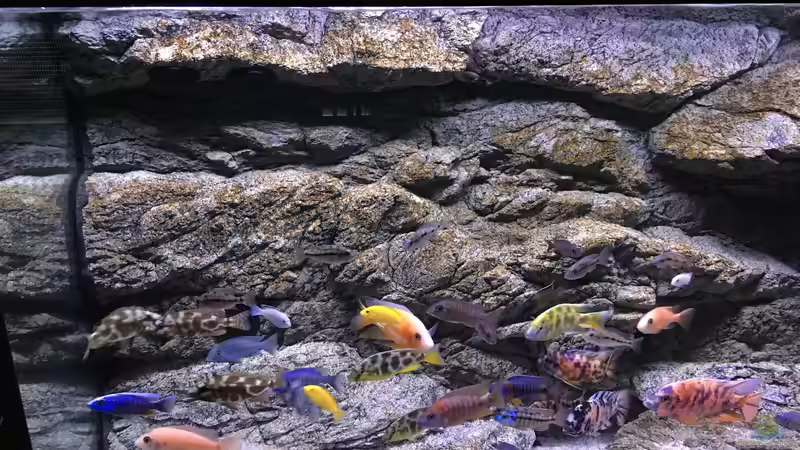 Aquarium Malawi Purkersdorf von Purki (61)