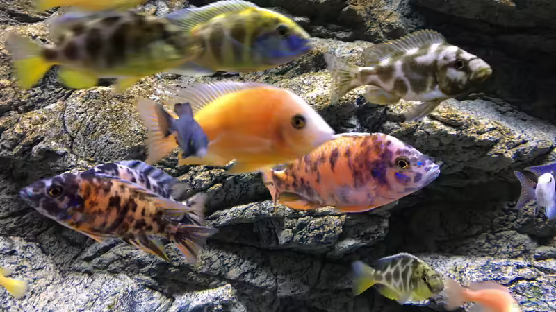 Aquarium Malawi Purkersdorf von Purki (62)