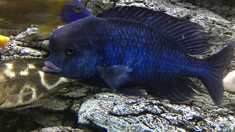 Aquarium Malawi Purkersdorf von Purki (7)