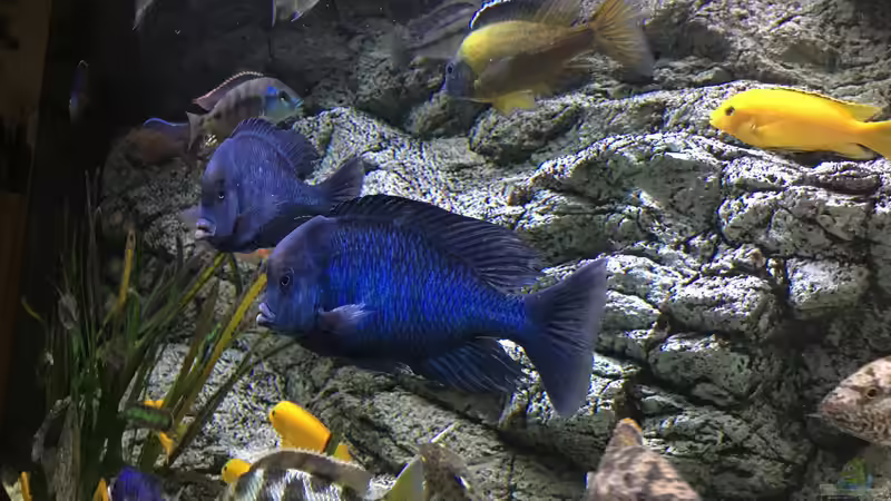 Aquarium Malawi Purkersdorf von Purki (8)