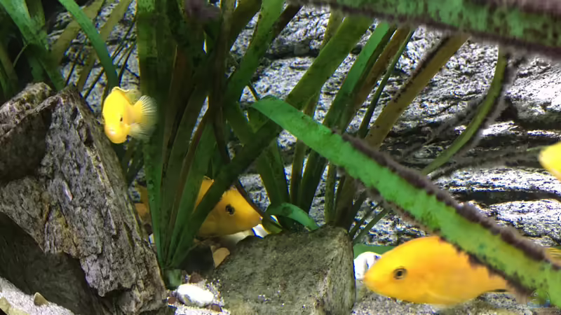 Aquarium Malawi Purkersdorf von Purki (9)