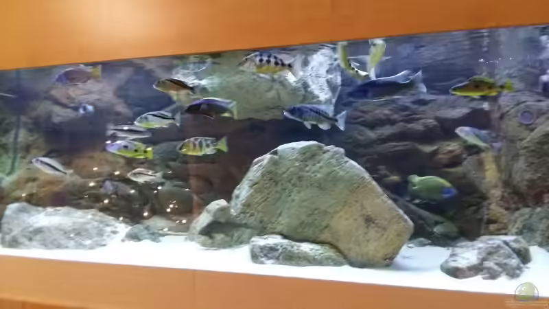 Aquarium Malawi Räuber von Wimmer Jürgen (3)