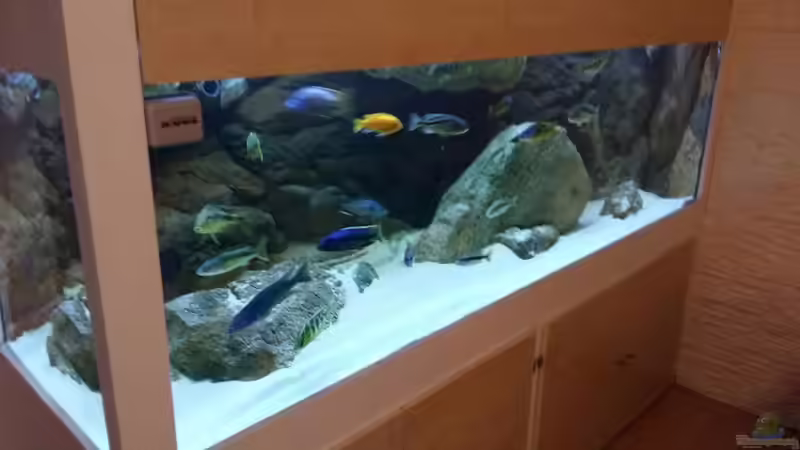 Aquarium Malawi Räuber von Wimmer Jürgen (4)