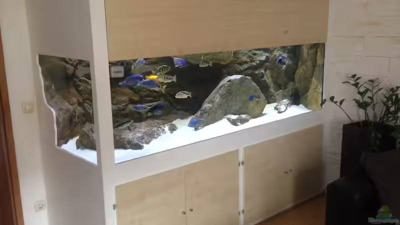 Aquarium Malawi Räuber von Wimmer Jürgen (6)