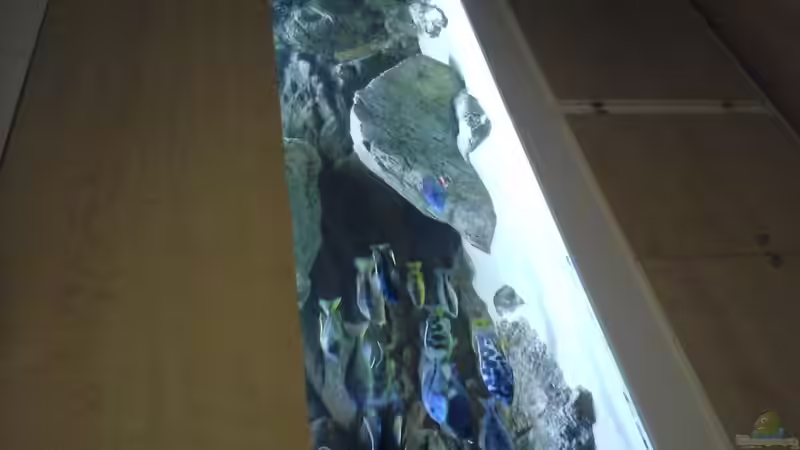 Aquarium Malawi Räuber von Wimmer Jürgen (7)