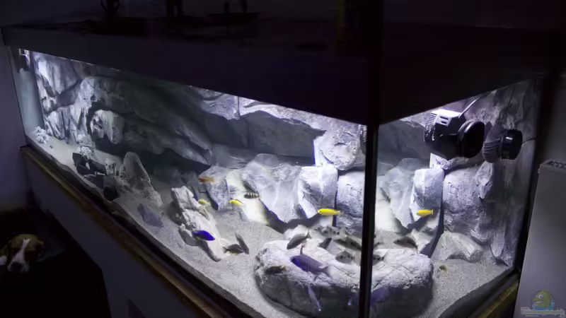 Aquarium Malawi Reef von Tobias Sch. (1)