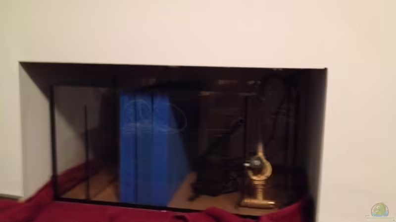 Aquarium Malawi Reef von Tobias Sch. (16)