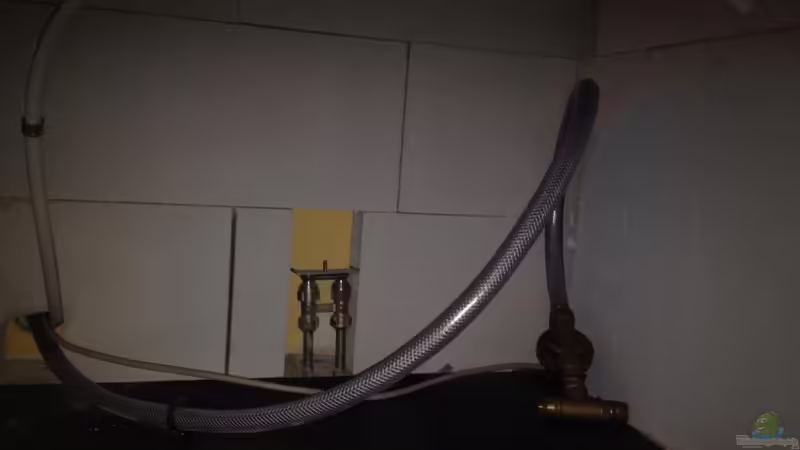 Aquarium Malawi Reef von Tobias Sch. (25)