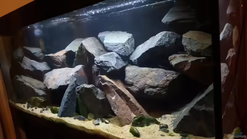 Aquarium Malawi Rockzone von Ebi (2)