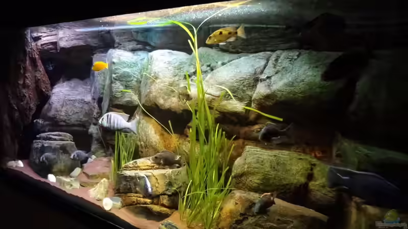 Aquarium Malawi rough shore (Nur noch als Beispiel) von TheToxicAvenger (11)