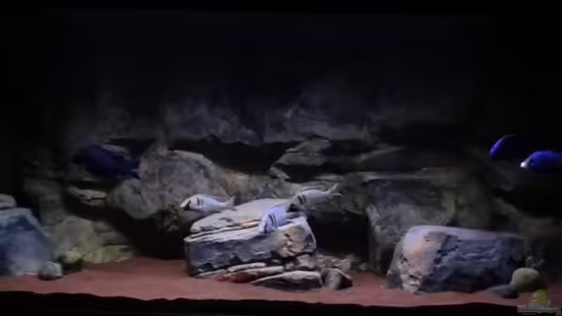 Aquarium Malawi rough shore (Nur noch als Beispiel) von TheToxicAvenger (12)