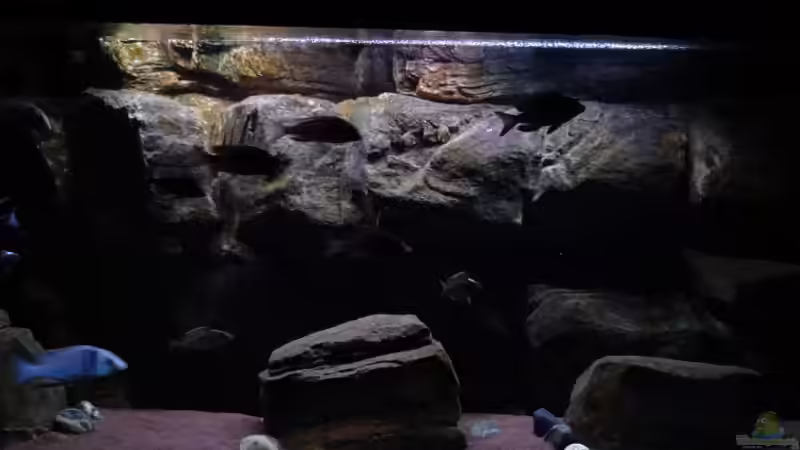 Aquarium Malawi rough shore (Nur noch als Beispiel) von TheToxicAvenger (13)