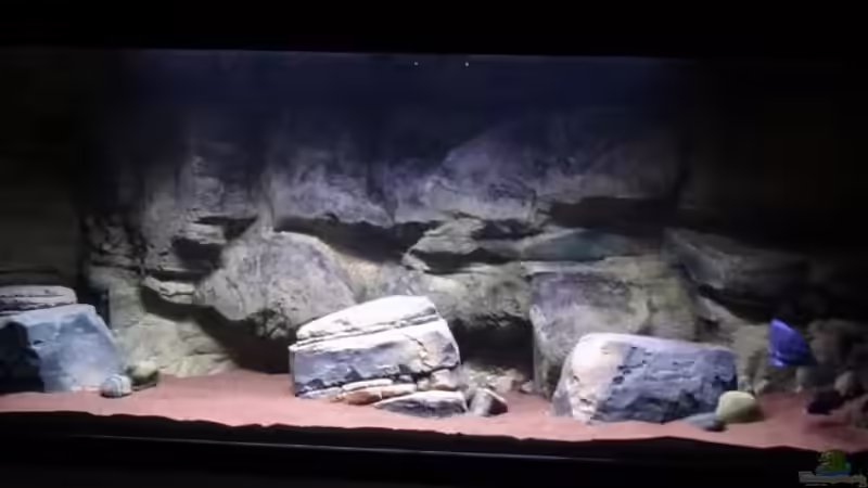 Aquarium Malawi rough shore (Nur noch als Beispiel) von TheToxicAvenger (16)