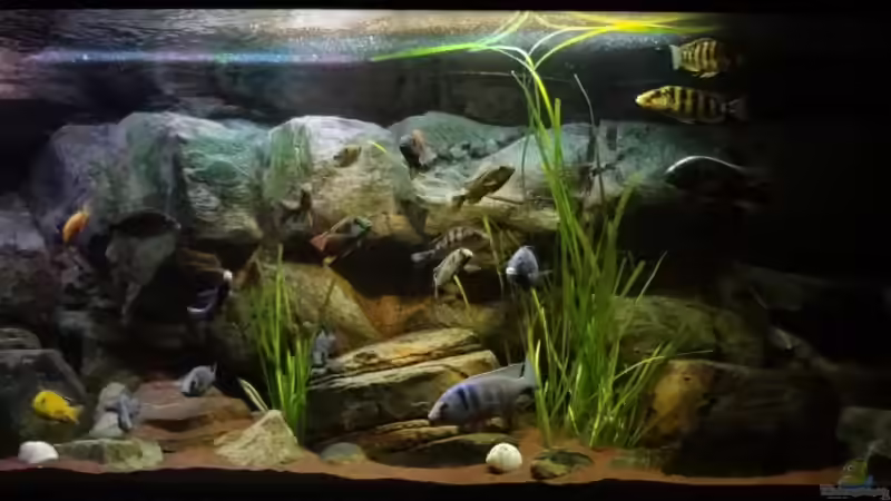Aquarium Malawi rough shore (Nur noch als Beispiel) von TheToxicAvenger (6)