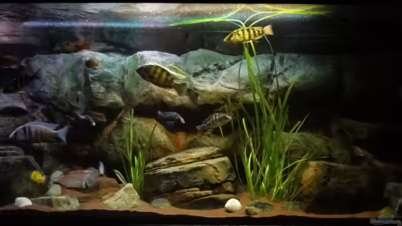 Aquarium Malawi rough shore (Nur noch als Beispiel) von TheToxicAvenger (7)