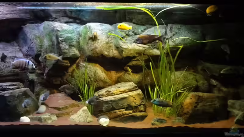 Aquarium Malawi rough shore (Nur noch als Beispiel) von TheToxicAvenger (9)