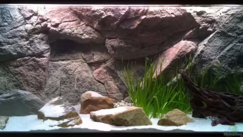 Aquarium Malawi sandy shore(Nur noch als Beispiel) von TheToxicAvenger (3)