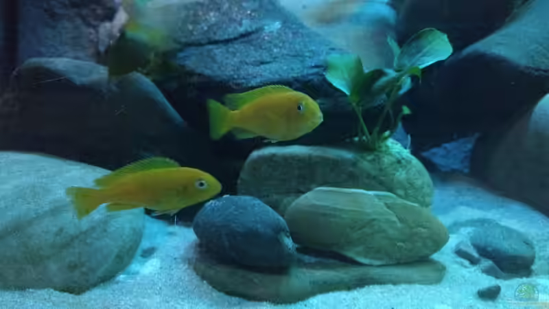 Aquarium Malawi Saulosi Artenbecken von Ashdre (2)