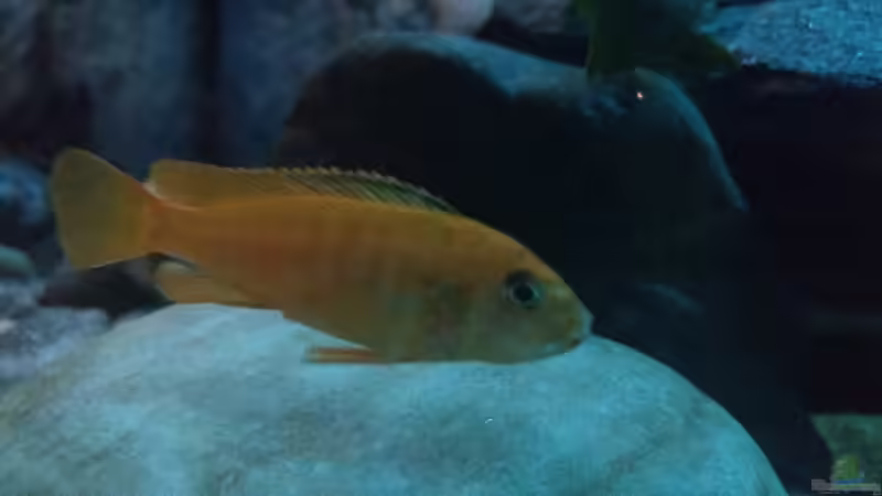 Aquarium Malawi Saulosi Artenbecken von Ashdre (3)