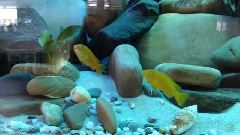 Aquarium Malawi Saulosi Artenbecken von Ashdre (4)