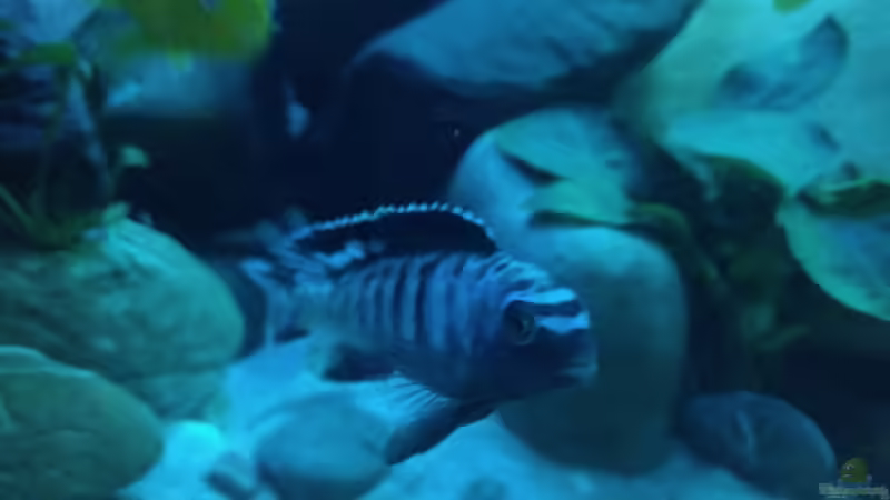 Aquarium Malawi Saulosi Artenbecken von Ashdre (5)