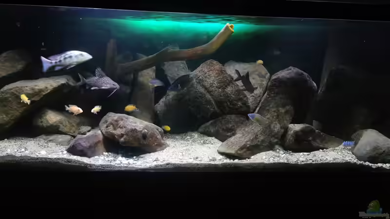Aquarium Malawi See ( Uferzone ) von Midgard (2)