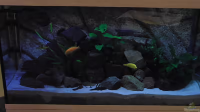 Aquarium Malawi see von Denny Schubert (3)