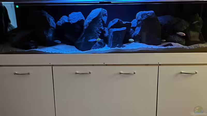 Aquarium Malawi Tank von Alex261084 (2)