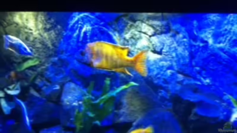 Aquarium MALAWI TANK von diskus tom (11)
