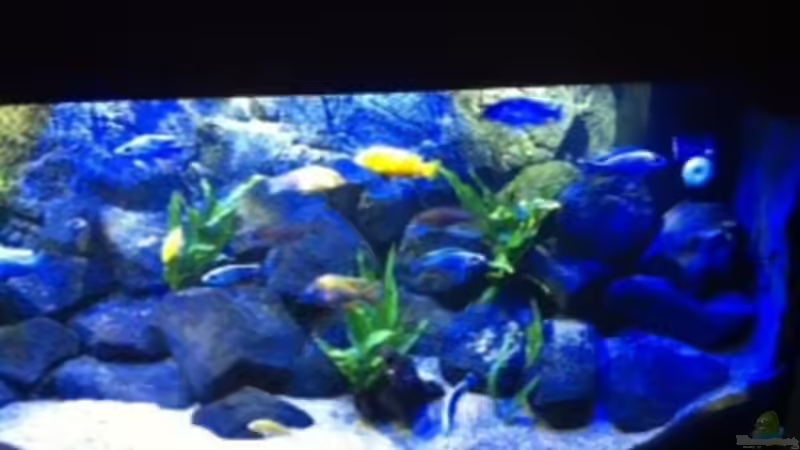 Aquarium MALAWI TANK von diskus tom (13)