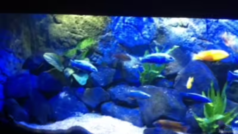 Aquarium MALAWI TANK von diskus tom (14)
